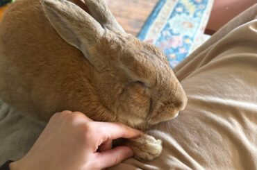 My bunny acts like a dog