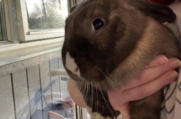 Merry christmas buns