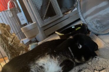 does he need a buddy?