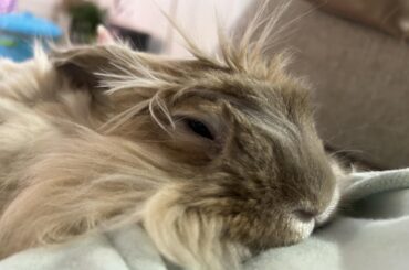 Second guessing vet visit ( drop off appointment )