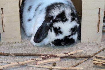 Grandma baby turns 9 this month!