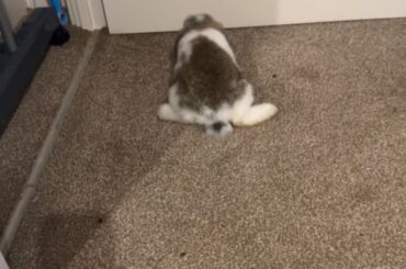 10wk old bunny dragging hind legs