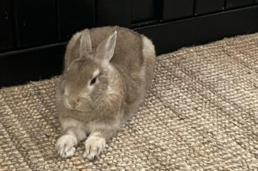 There are paws growing out of my loaf
