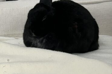 Miss Tiggles is very sleepy. (Ft. Swiss cheese blanket by Miss Tiggles and her chewing)