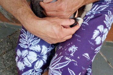 He hurt his paw, should I be worried?