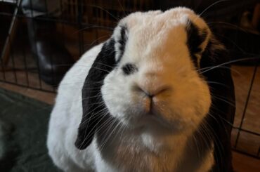 Bunny Adoption - Megacolon?