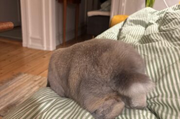 Hugo the explorer, this is seconds after he was in my face licking my cheek! 😅❤️