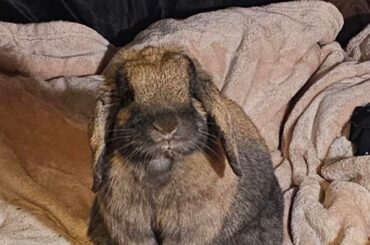 Nesting/Burrowing in Litter Box?