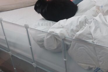 Compilation of Ariel's various crimes over the week