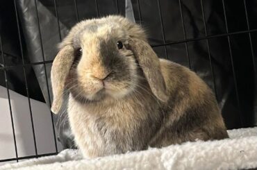 are any of these wood pellets rabbit safe?