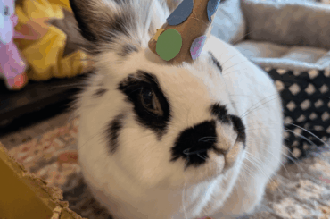 Happy 11th birthday to Archer!