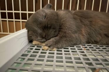 my bun after a whole day of eating my cushions and curtain