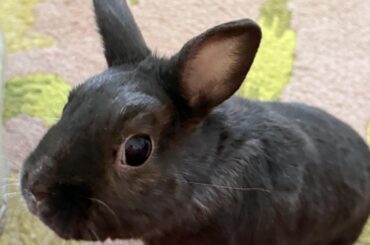 Did you say treat????