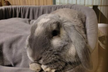 Every morning 10:40am he starts doing loud activities. To wake me up I suppose?