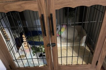 Lunas spay and recovery advice