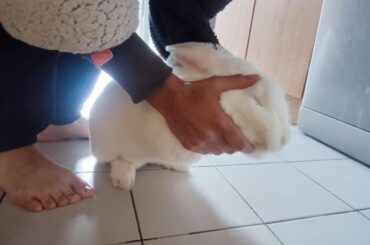 This is how Pinkleton likes to be scritched