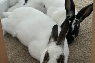 Friends fur-ever 🐰💚🐰