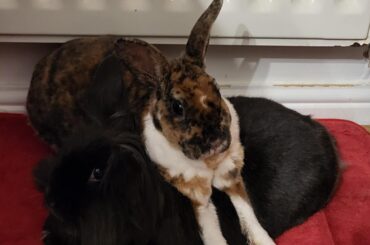 Loki thinks Eisa is a pillow