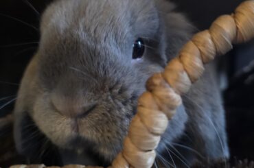 Almost 3 y/o bunny started spraying pee