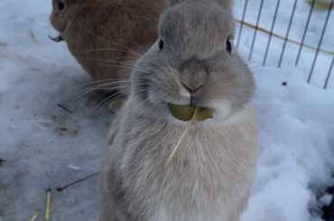 Everything rabbits do is just too cute 😭