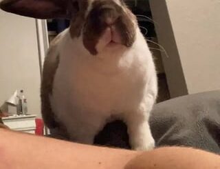 Not one thought behind those eyes