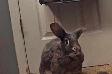 What kind of breed do you think he is