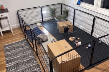 Rabbit enclosure in unfinished basement