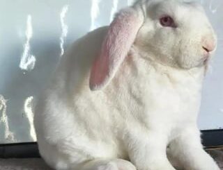 Getting my first bun