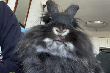 The face you make while eating your breakfast after the vet charges your parents $550 to tell them you weren’t hungry because you had to fart: