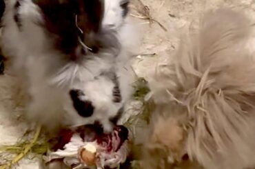 My little fluffballs moved in today :D