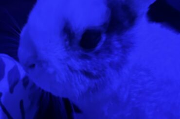 Need help figuring out why my bunny keeps biting and trying to hump me(even tho he’s neutered)