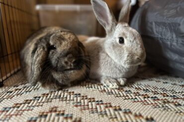 Welcome Home Mars and Mercury!