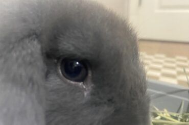 Does this eye look like there is discharge in the corner?