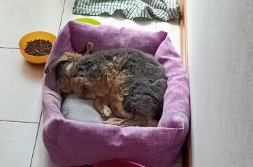 Anesthesia on old bunnies