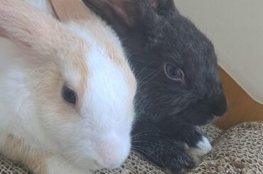 Can anyone tell me what breed my rabbits are??