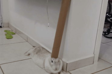 Toilet Paper Queen: The Return