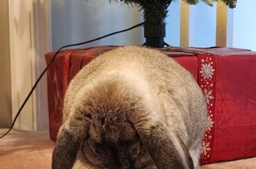 Praying for spicy hay for Christmas