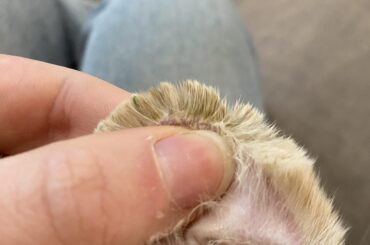 Bunny fur on ear clumping