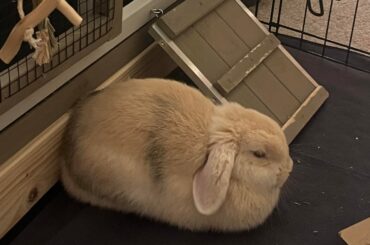 who stole my buns legs