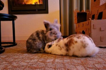 Cosy and cheesy stuff in front of the fireplace 🔥