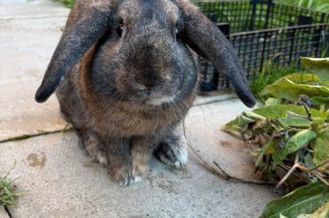 My beautiful rescue bunny