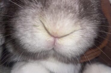 bunnys nose stained slightly green?