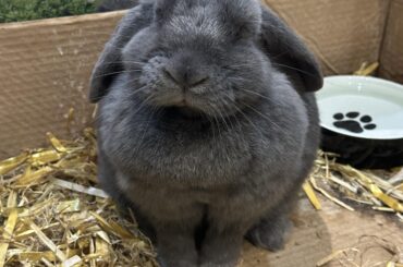 Preparing bun for spay