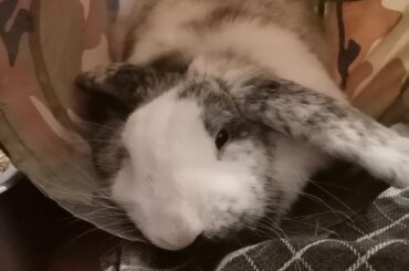 Bunny won't eat hay from rack but pees in it when it's in a box.