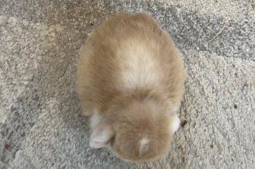 Bread loaf🍞🤭🥹