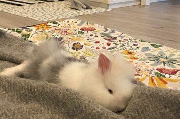 Kai’s first day home and he already acts like he pays rent