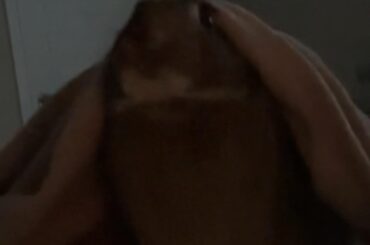 just found out my hazel🩷is a harold💙