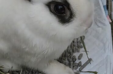 Little man fresh home after being desexed today