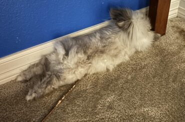 A follow-up to those concerned about Ducky’s living conditions: if this isn’t a free-roam bunny, I don’t know what is (all in good humor, btw, don’t want to come off as hostile)(I also just want to share this pic. He is a very goofy boi)