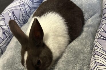 Cinnabun’s new bed